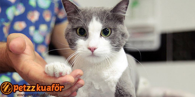 Pet Tırnak Kesimi pet tırnak kesimi